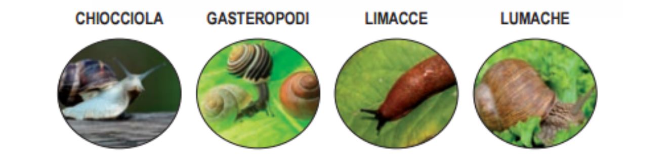 METACINQUE-Esca-Lumachicida-Granulare-Kollant