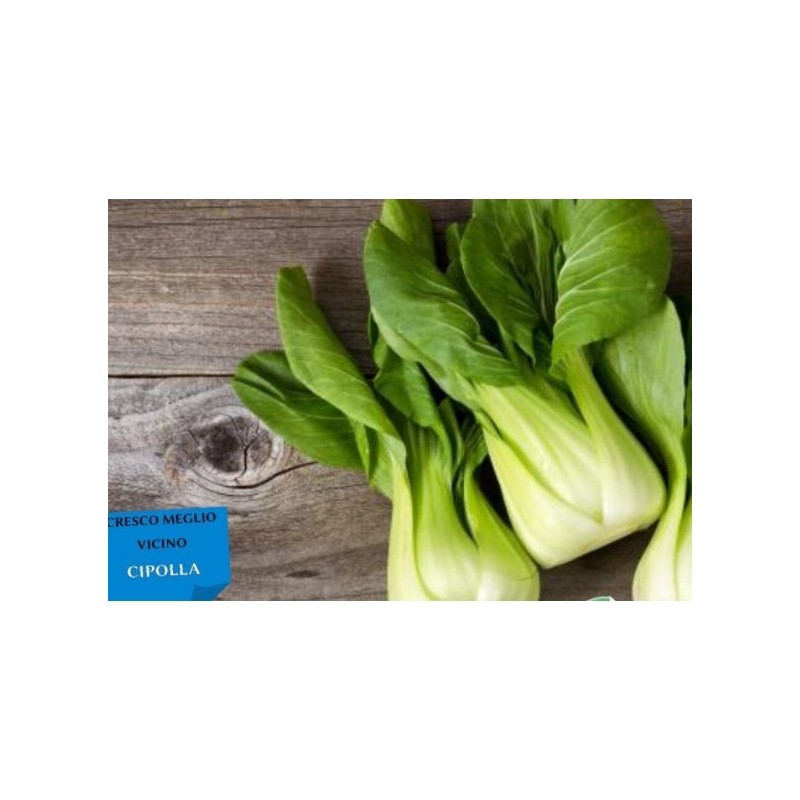 12 Piantine di Cavolo Pak Choi