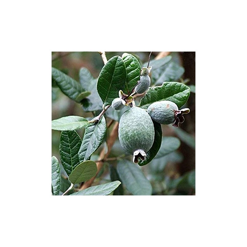 Pianta di Feijoa (o Acca Sellowiana) vaso 5 litri