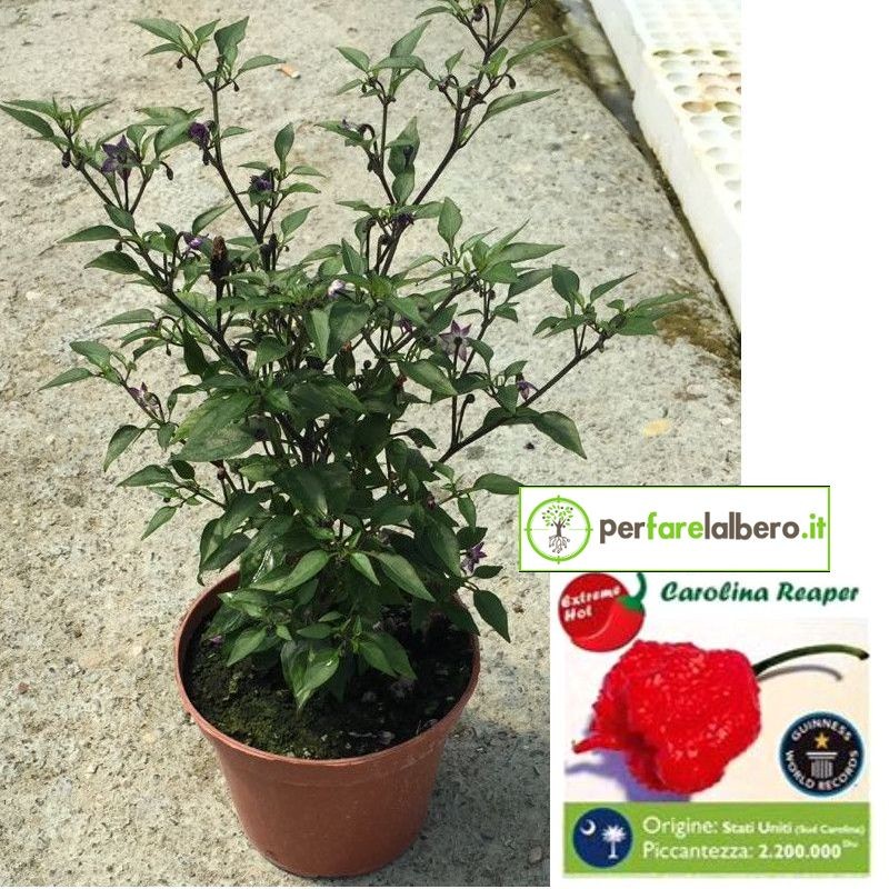 Piantina Peperoncino CAROLINA REAPER