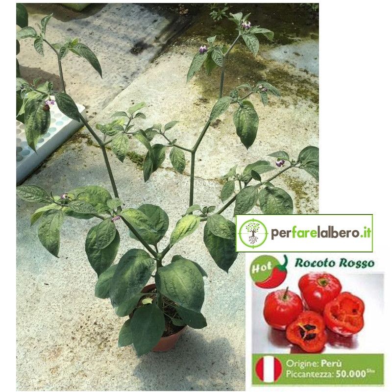 Piantina Peperoncino ROCOTO ROSSO