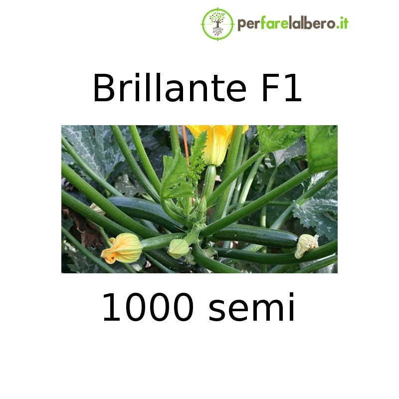 Semi zucchino verde Brillante F1 1000 sementi