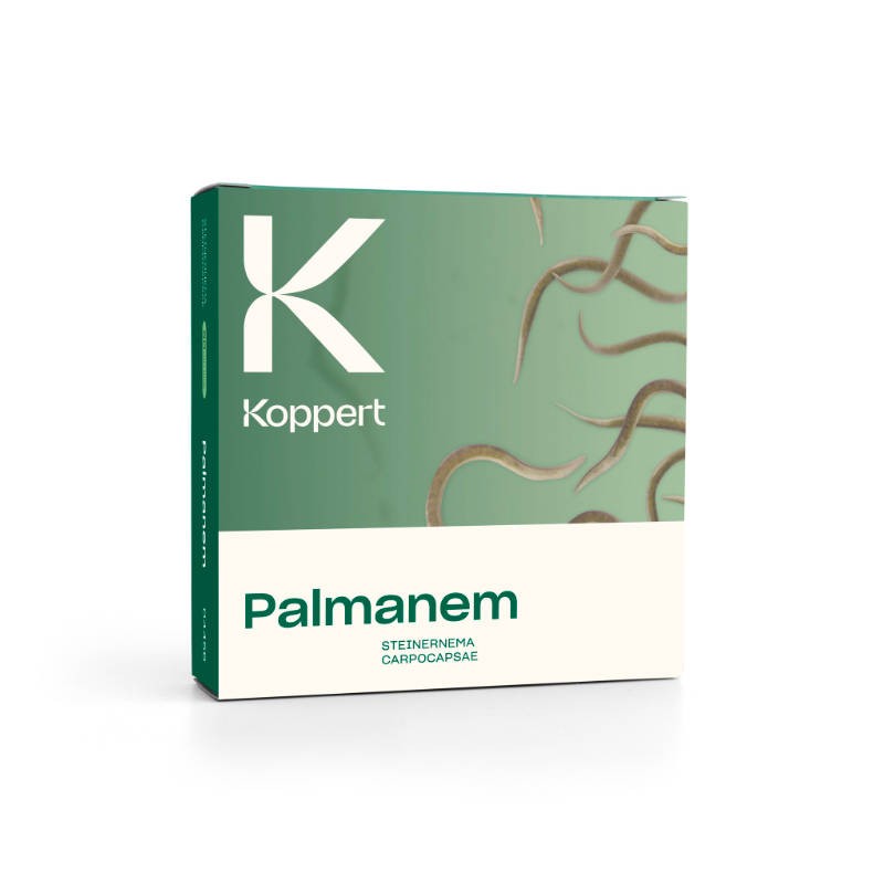 Palmanem Koppert nematodi a difesa delle palme contro Paysandisia e Punteruolo rosso