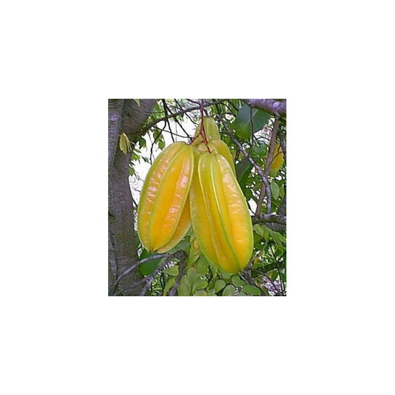 Pianta di Carambola