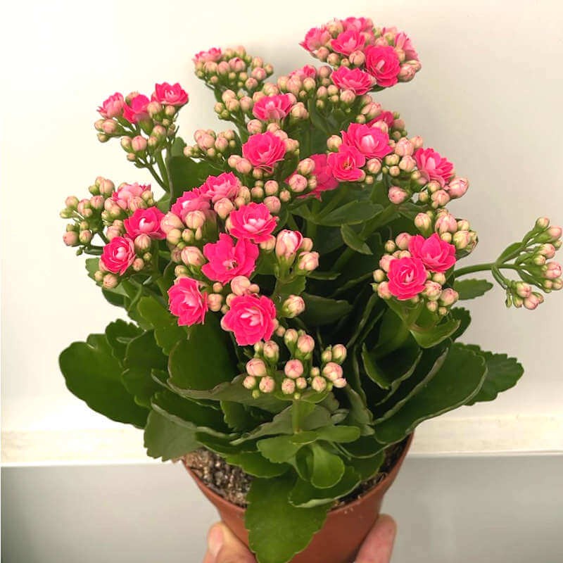 Pianta di Kalanchoe