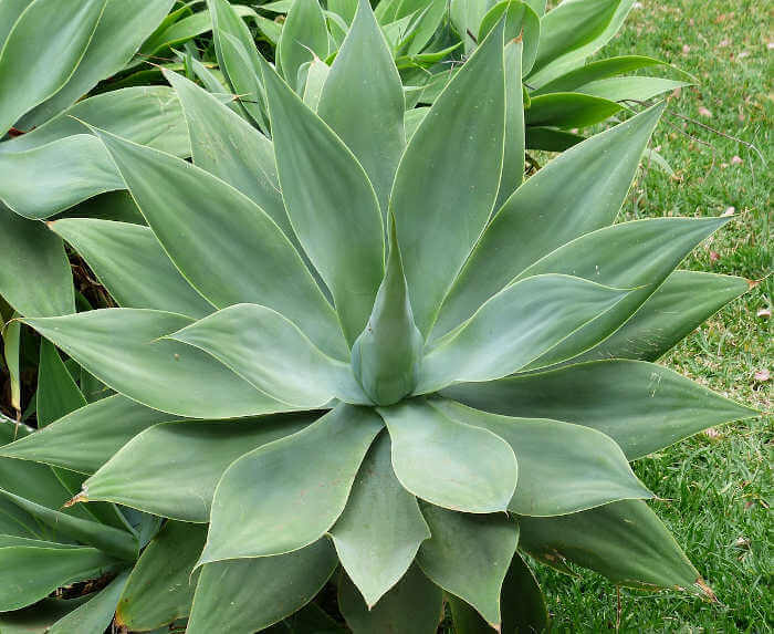 Agave: Caratteristiche, Cura e Usi della Pianta