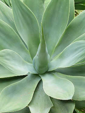 Agave: Una Guida Pratica per Coltivatori