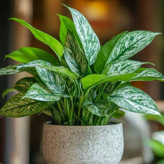 Aglaonema (Pianta del drago)