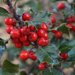 Agrifoglio (Ilex aquifolium)