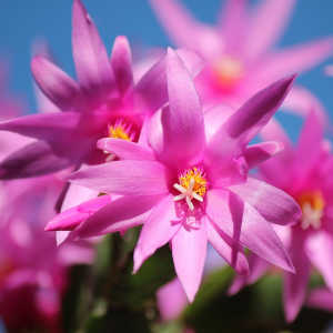 Cactus di Natale (Schlumbergera)