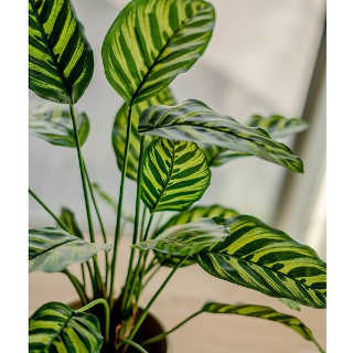 Calathea