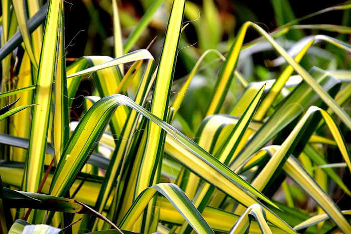 Chlorophytum (Pianta Ragno): Caratteristiche, Cura e Propagazione