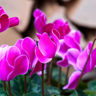 Ciclamino (Cyclamen)