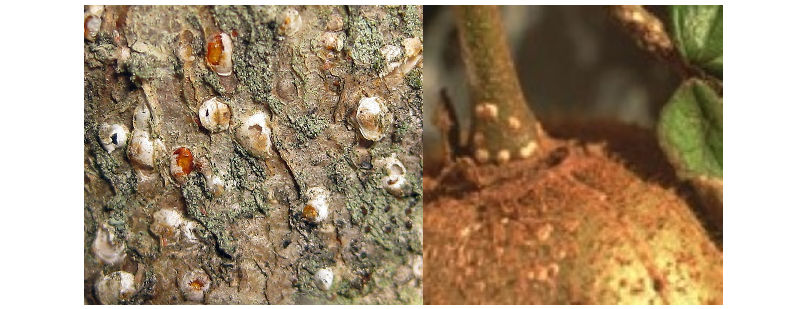 Cocciniglia bianca Pseudaulacaspis pentagona