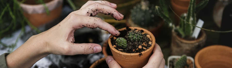 Come Creare un Giardino Rigoroso e Funzionale