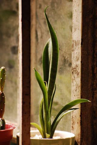 Come Rinvasare la Sansevieria