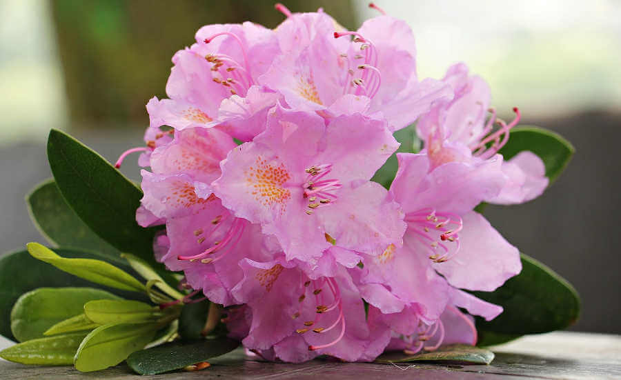 Come coltivare l’azalea: segreti per una fioritura perfetta