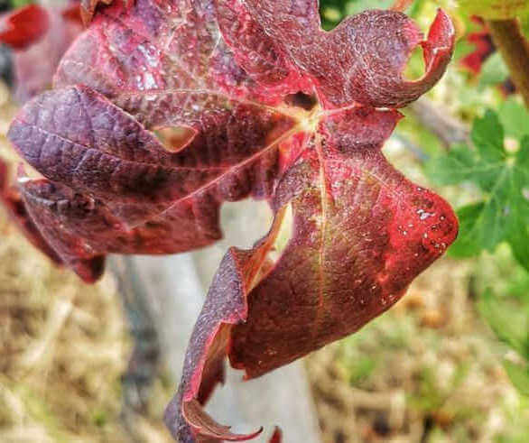 Come riconoscere la flavescenza dorata