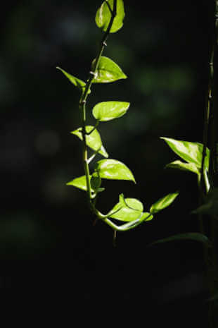 Come tenere il Pothos in Casa 