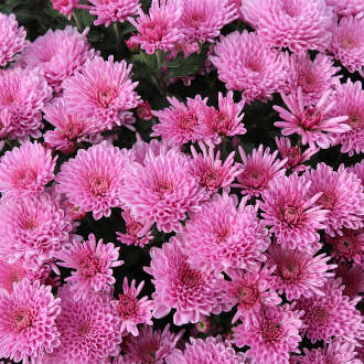 Crisantemo (Chrysanthemum)