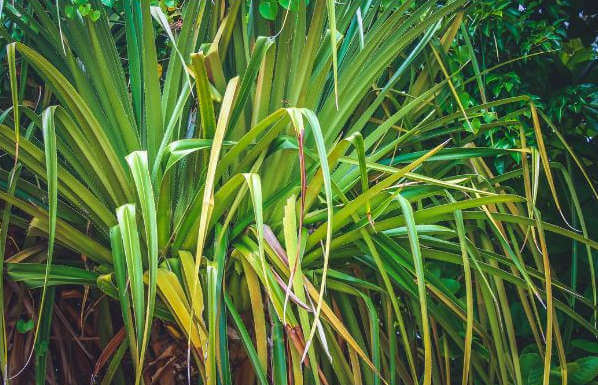 2. Dracaena Marginata in Casa: Consigli Pratici