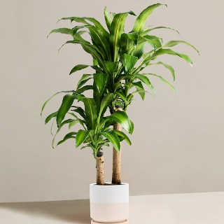 Dracaena