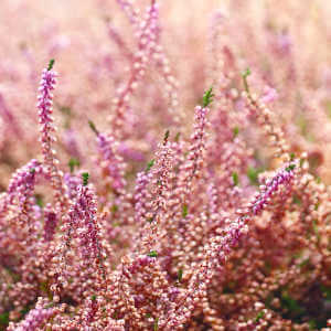 Erica carnea piante fiorite resistenti al freddo