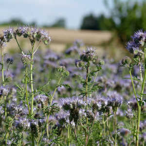 Facelia - piante coprisuolo in agricoltura