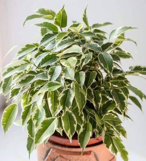 come coltivare Ficus Benjamina