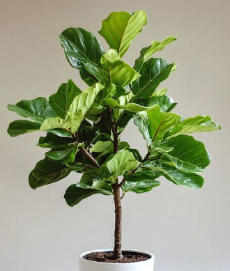 Ficus Lyrata