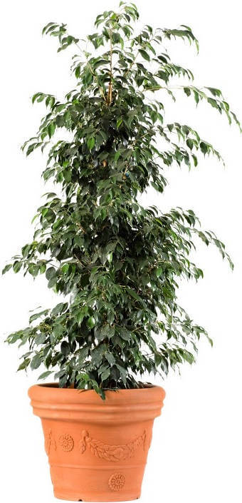 Ficus Benjamina pianta d'appartamento