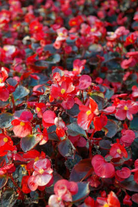 Guida alla Begonia: Fiori e foglie straordinarie