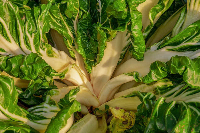 Guida alle piante resistenti al freddo per giardino e orto