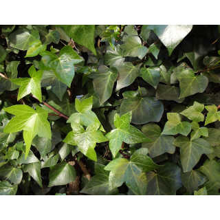 Hedera helix (Edera comune)