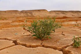 Impatti del clima sulle coltivazioni da esterno