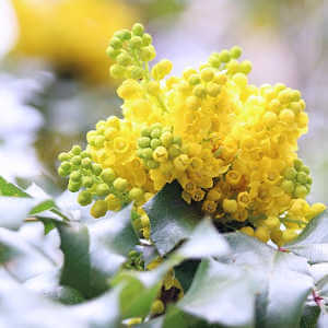 Mahonia - 2. Come mantenere un giardino fiorito a dicembre