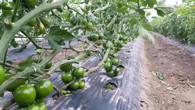 Malattie del pomodoro : guida completa