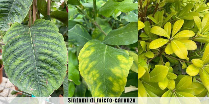 Microelementi : sintomi carenza