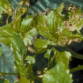 Mycosphaerella fragariae fragola 