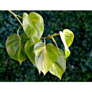 Philodendron