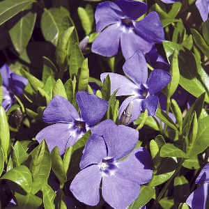 Vinca minor: tappezzante a fiore azzurro per aree ombreggiate