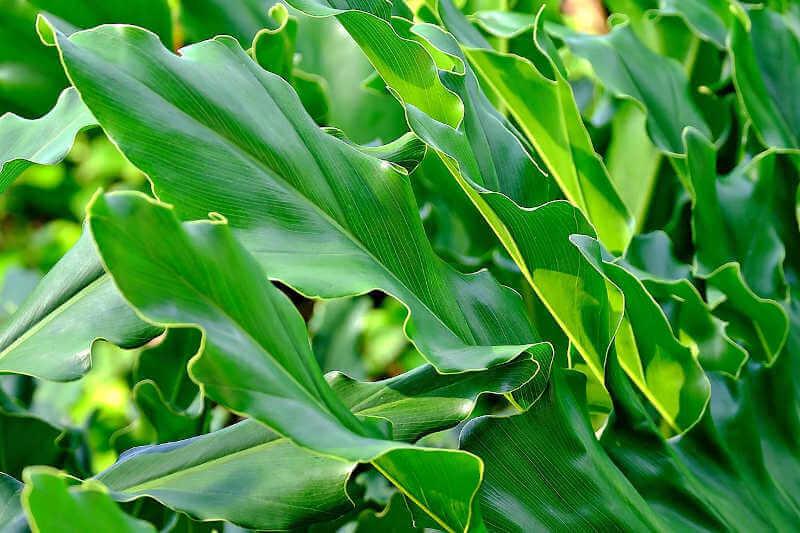 Piante da interno ideali per l'inverno