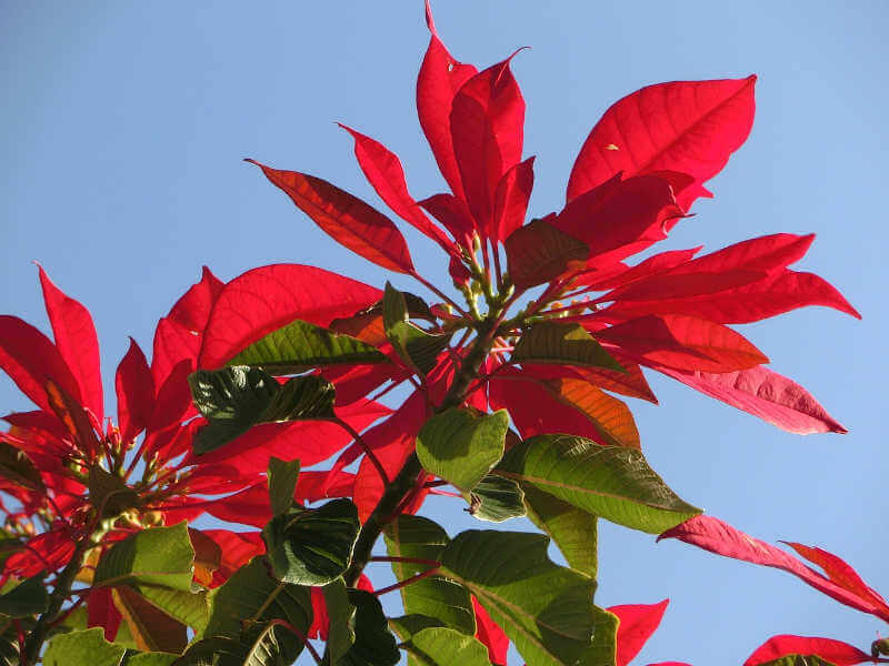 Piante natalizie da regalare a dicembre