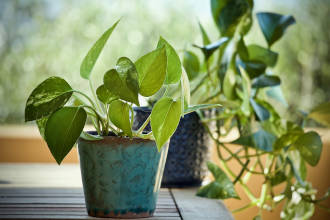 Pothos (Epipremnum aureum)