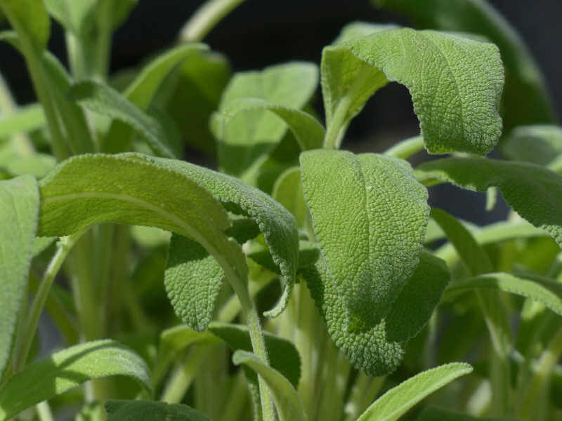 Come coltivare la salvia: guida completa