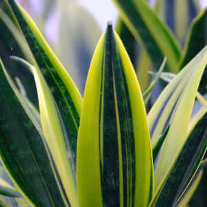 Sansevieria