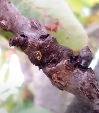 Sintomi del Corineo - Coryneum beijerinckii ramo colpito 2 