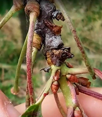 Sintomi del Corineo - Coryneum beijerinckii ramo colpito 