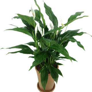 Spathiphyllum (Giglio della Pace)