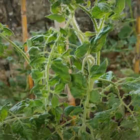 Virosi pomodoro